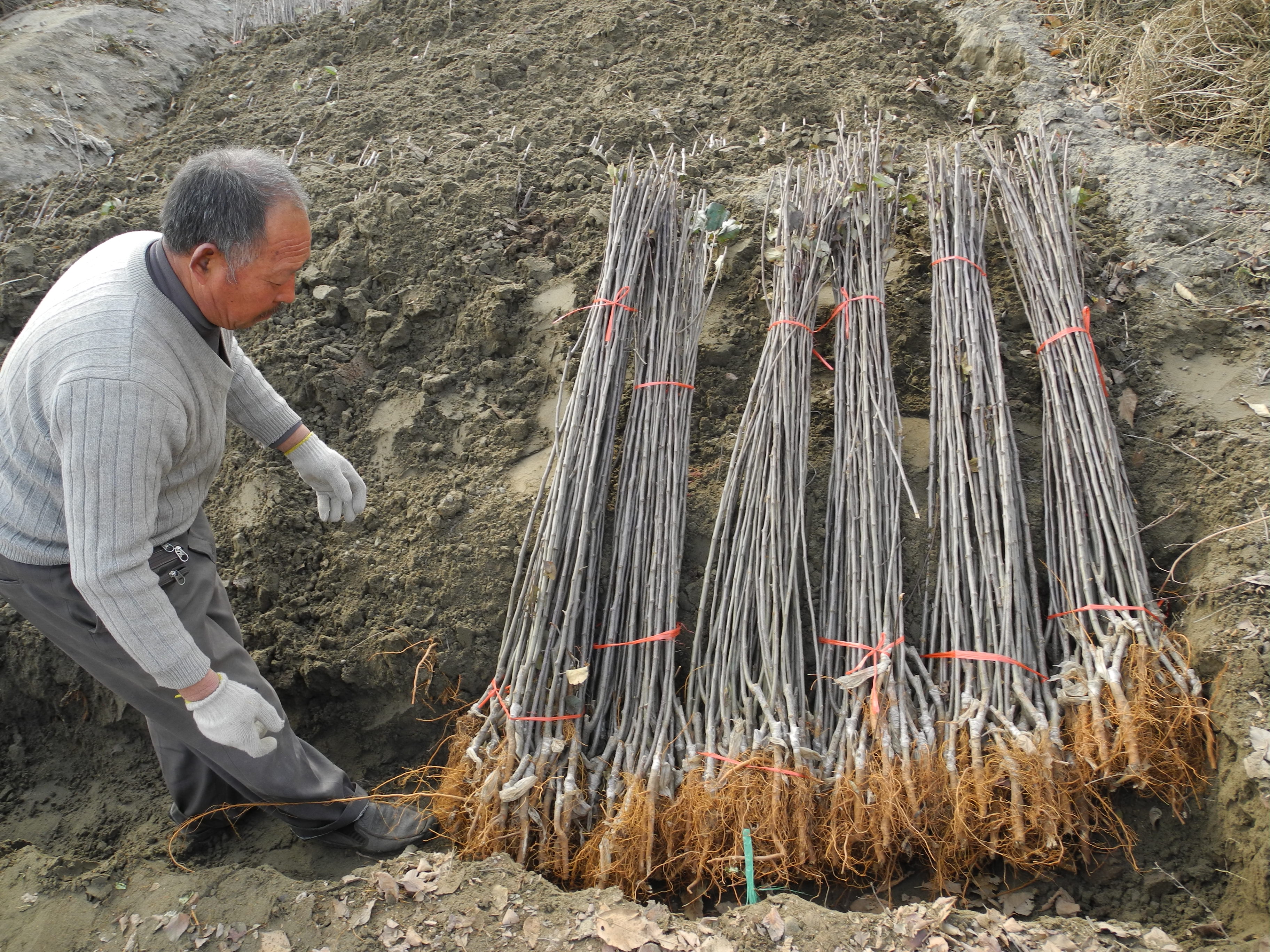 苹果苗假植